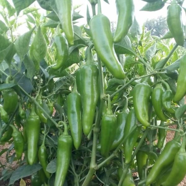 F-1 Hybrid Hot Pepper – Rashmi (Bullet)