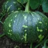 F-1 Hybrid Pumpkin – Dev