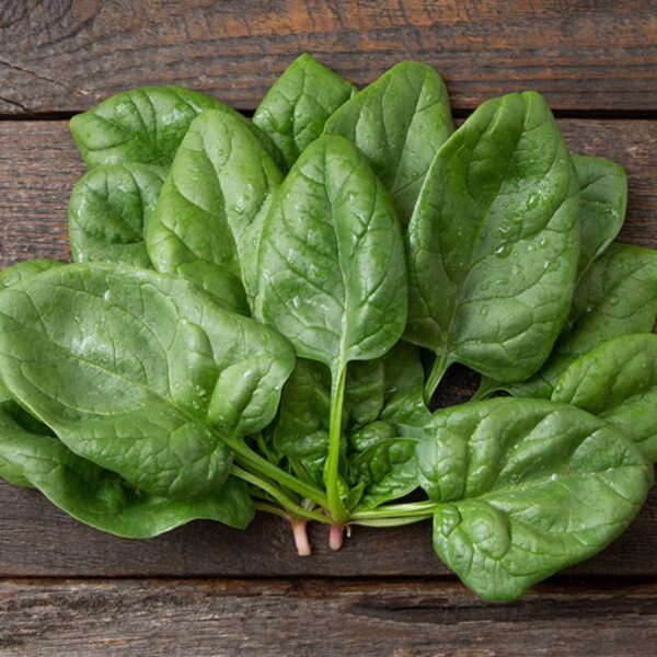F-1 Hybrid Spinach – Titan