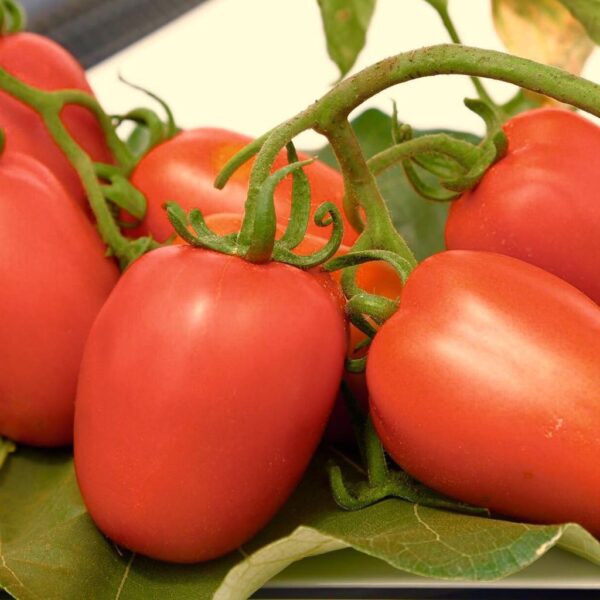 F-1 Hybrid Tomato – Satyam