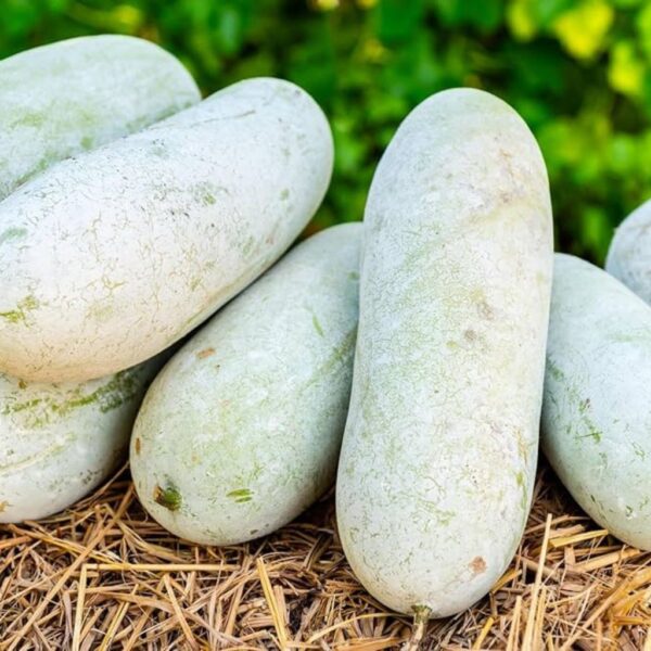 F1 Hybrid Ash Gourd – Bansi-1 F1 Hybrid Ash Gourd – Bansi