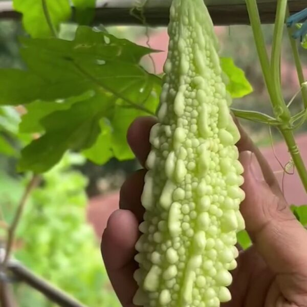 F1 Hybrid Bittergourd White