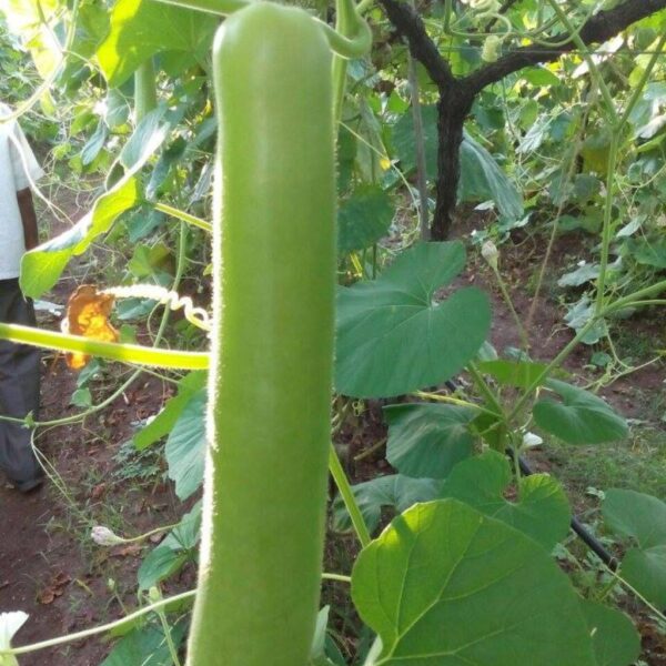 F1 Hybrid Bottle Gourd – Aditi-1 F1 Hybrid Bottle Gourd – Aditi