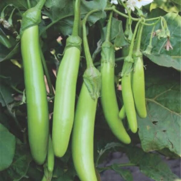 F1 Hybrid Brinjal Green Long-new-1 F1 Hybrid Brinjal Green Long
