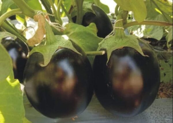 F1 Hybrid Brinjal Yodha (1) F1 Hybrid Brinjal Yodha
