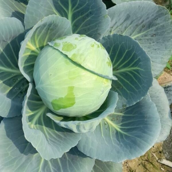 F1 Hybrid Cabbage Nilgiri-1 F1 Hybrid Cabbage Nilgiri
