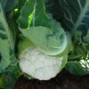 F1 Hybrid Cauliflower Menhir