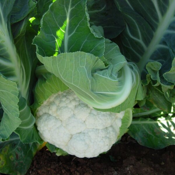 F1 Hybrid Cauliflower Menhir