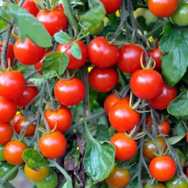 F1 Hybrid Cherry Tomato – Garden Delight-1 F1 Hybrid Cherry Tomato – Garden Delight
