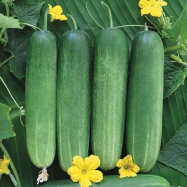 F1 Hybrid Cucumber Samrat-101