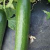 F1 Hybrid Cucumber Viza-1 F1 Hybrid Cucumber Viza
