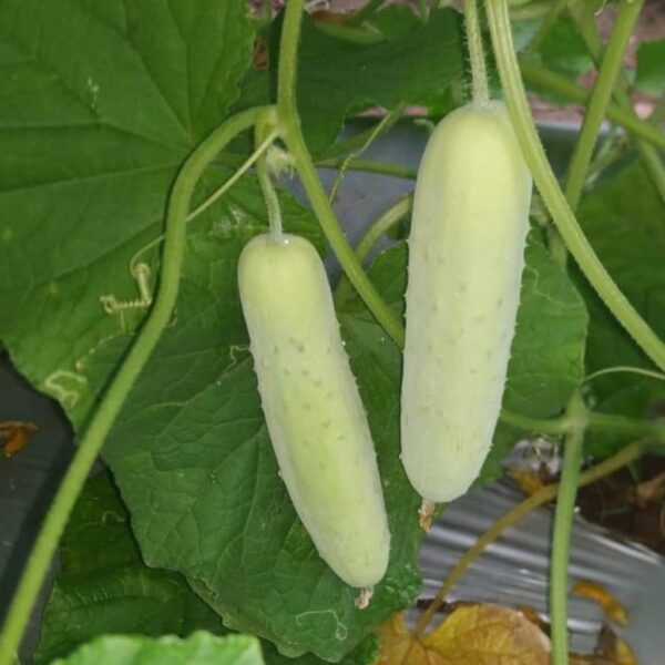 F1 Hybrid Cucumber White Wonder