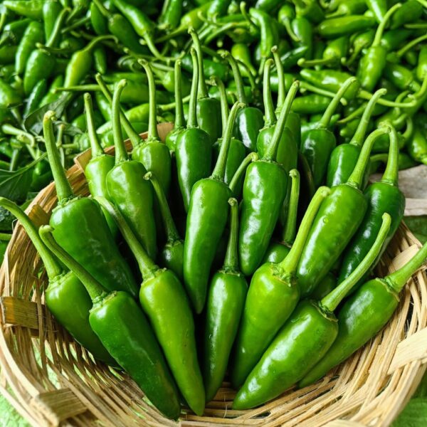 F1 Hybrid Hot Pepper – Rashmi