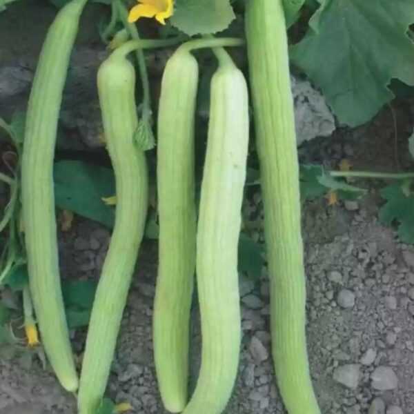 F1 Hybrid Kakri – Ratna