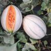 F1 Hybrid Melon – Jimmy