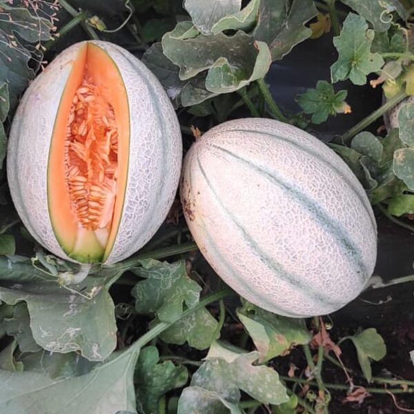 F1 Hybrid Melon – Jimmy