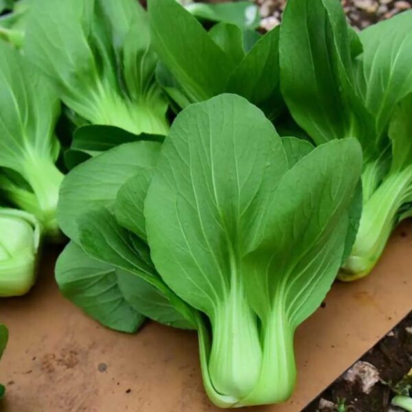 F1 Hybrid Pakchoy Khundan-1 F1 Hybrid Pakchoy Khundan