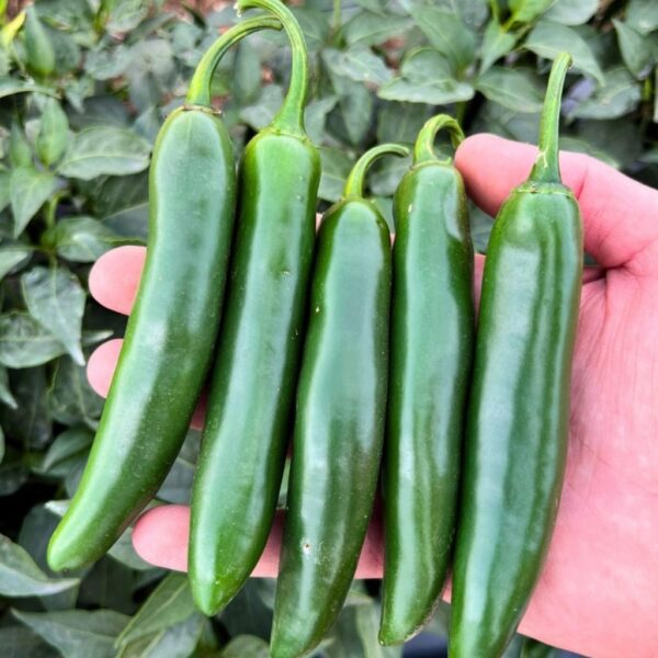 F1 Hybrid Pepper (Jalapeno) – Venus