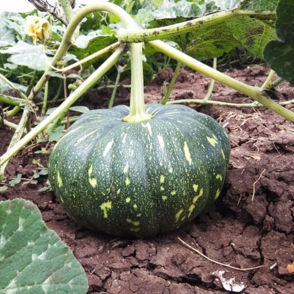 F1 Hybrid Pumpkin – Joy-2 F1 Hybrid Pumpkin – Joy