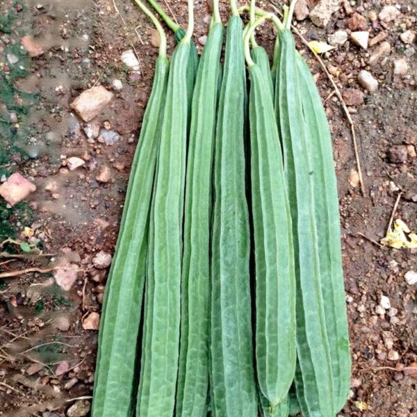 F1 Hybrid Ridge Gourd 636