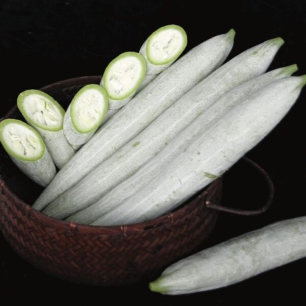 F1 Hybrid Snakegourd – Raja