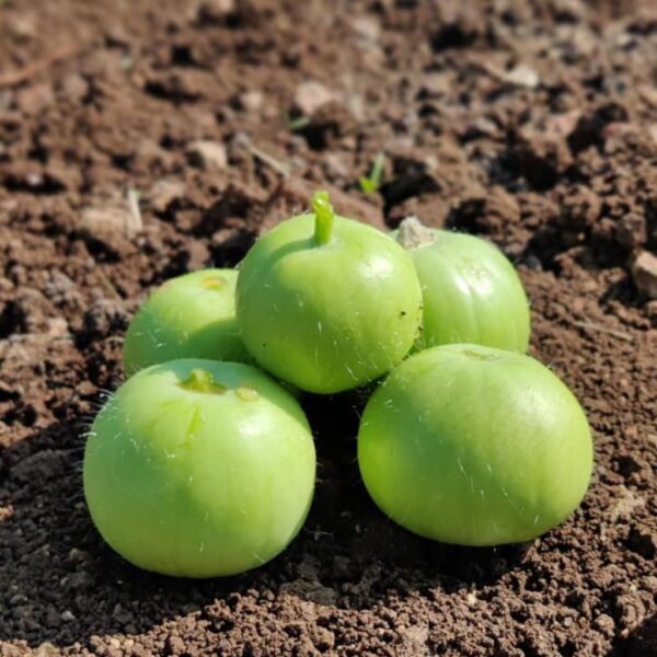 F1 Hybrid Tinda – Green Gold