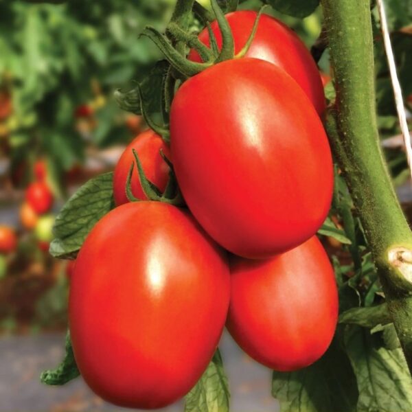 F1 Hybrid Tomato Aditya 108-1 F1 Hybrid Tomato Aditya 108