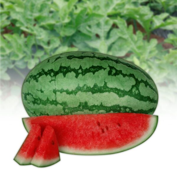 F1 Hybrid Watermelon – Red King