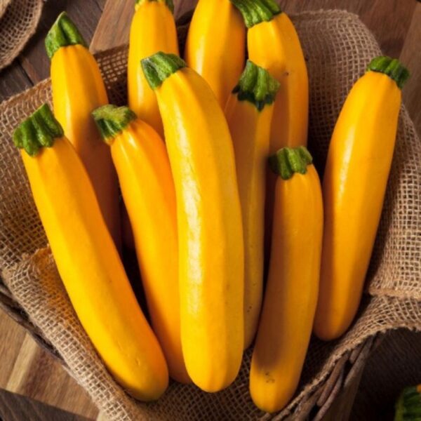 F1 Hybrid Yellow Squash – Yellow Delight-1 F1 Hybrid Yellow Squash – Yellow Delight