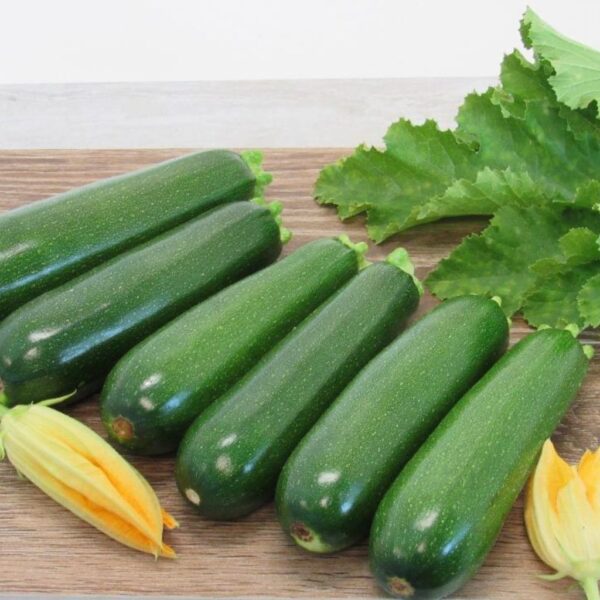 F1 Hybrid Zucchini – Uno-1 F1 Hybrid Zucchini – Uno