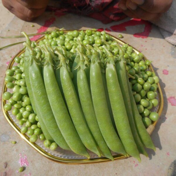 Garden Peas – Tiger Garden Peas – Tiger
