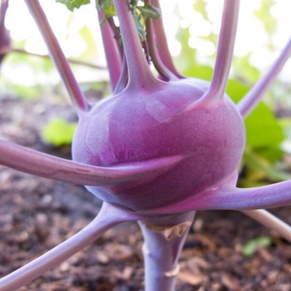 Kohlrabi – Purple Vienna