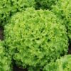 Lettuce – Grand Rapids