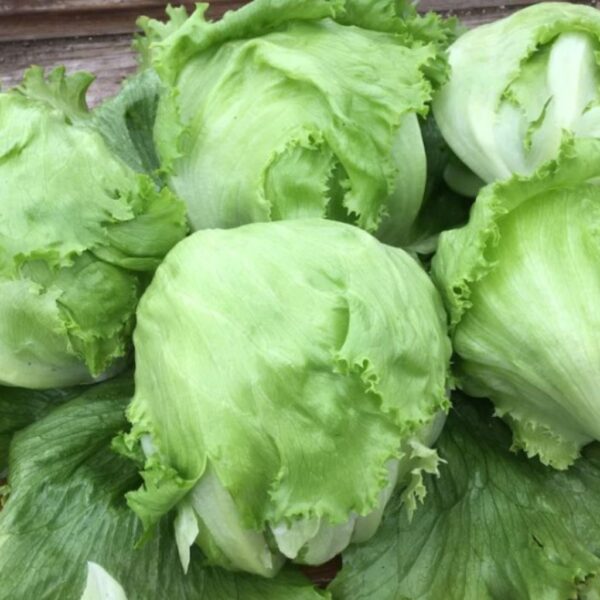 Lettuce – Iceberg