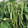 Pole Beans – Angelina