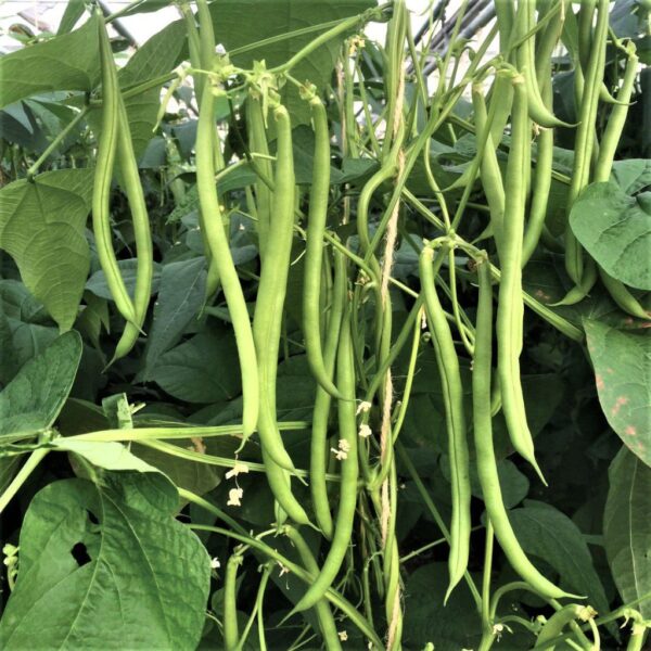 Pole Beans – Angelina Pole Beans – Angelina