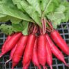 Radish – Chinese Pink