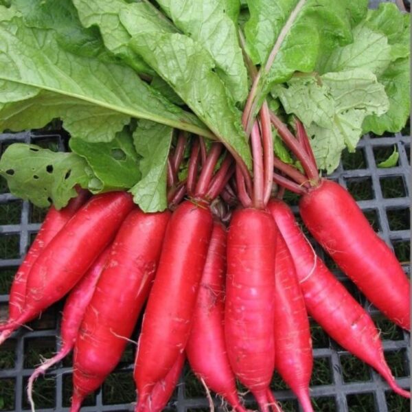 Radish – Chinese Pink