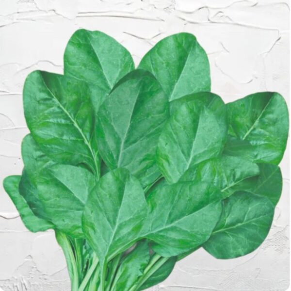 Spinach – All Green