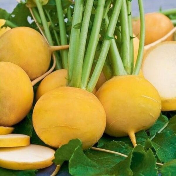 Turnip – Golden Ball