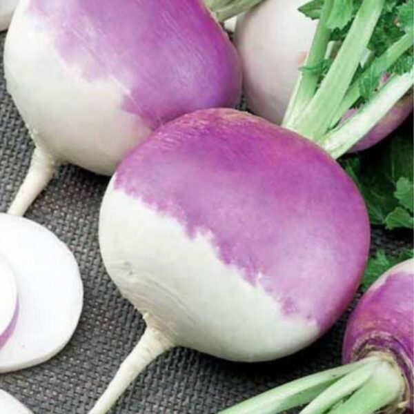 Turnip – Purple Top