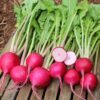 Turnip – Red Ball