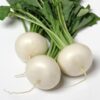 Turnip – White Bell