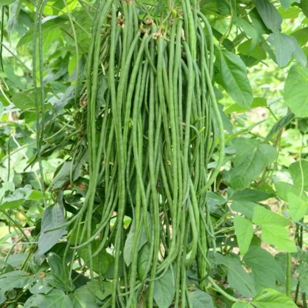 Yard Long Beans – Aravali