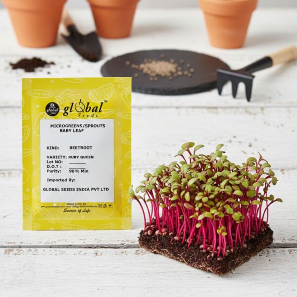 Beetroot-ruby-1 Beetroot Ruby Queen (Beta Vulgaris)