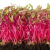 Beetroot-ruby Beetroot Ruby Queen (Beta Vulgaris)
