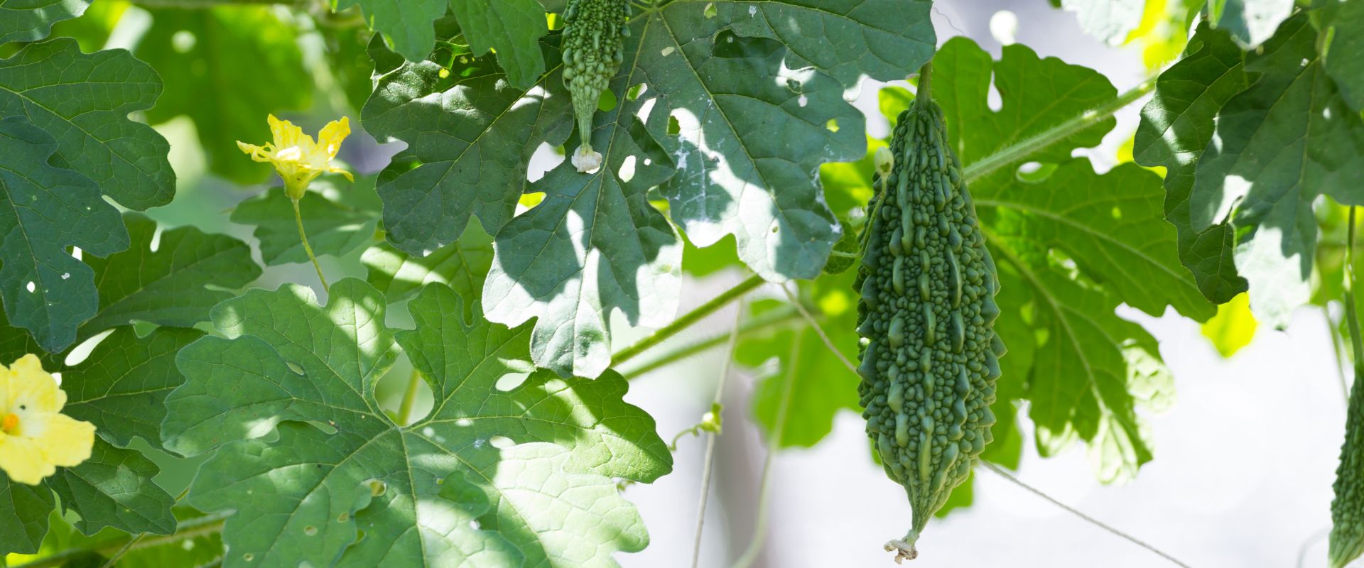 F-1 Hybrid Bitter Gourd – Kabir