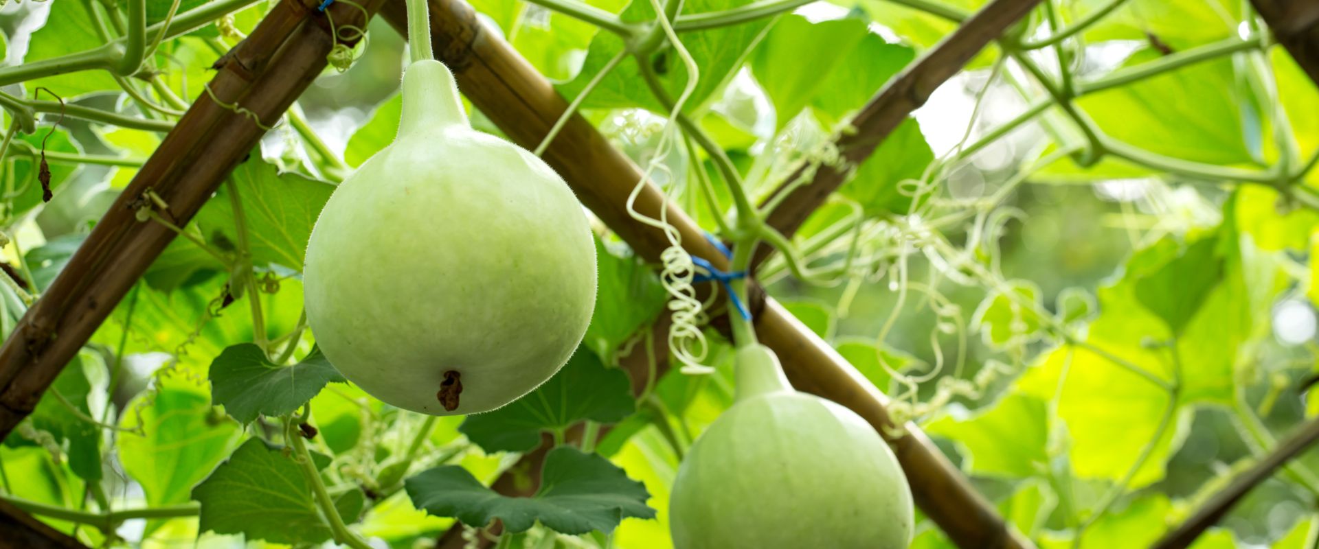 Bottle Gourd F-1 Hybrid Bottle Gourd – Chitrakoot