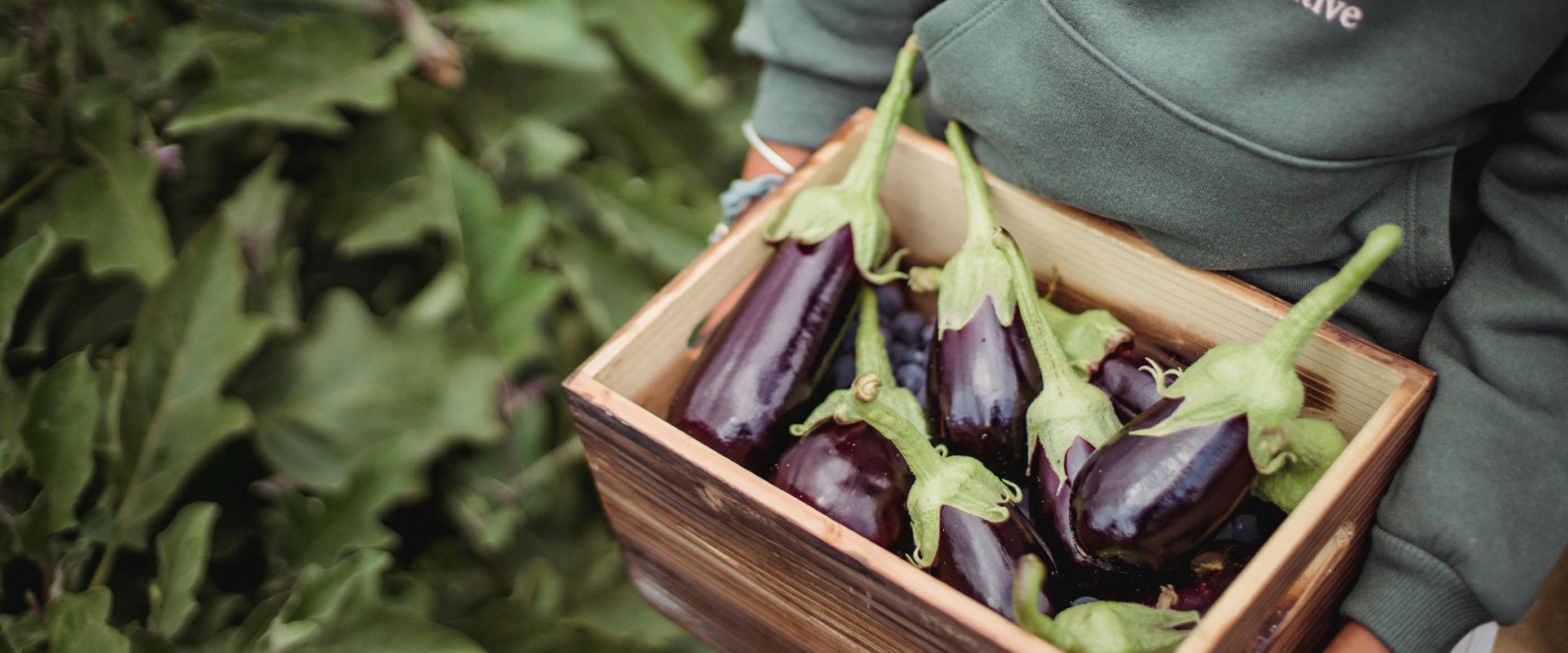 F-1 Hybrid Brinjal Navneet