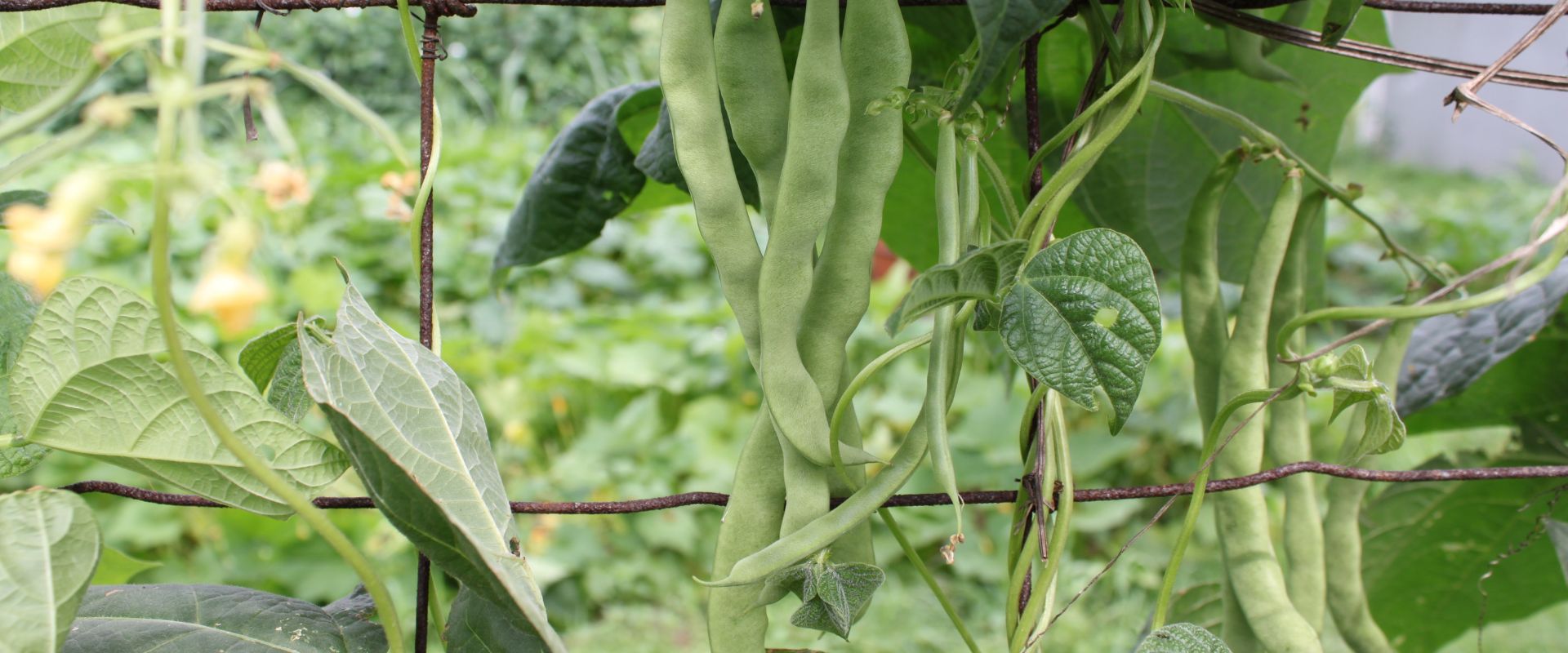 Bush _ Pole Beans Beans – Lily (Pole) – Rajma